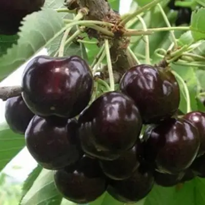 Вишня РОССОШАНСКАЯ ЧЕРНАЯ в Слуцке