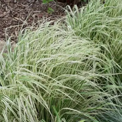 Вейник ОВЕРДАМ остроцветковый в Слуцке