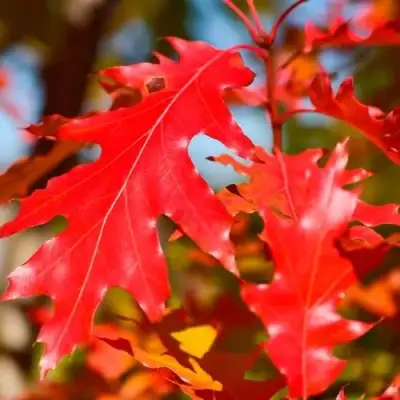 Дуб красный в Слуцке