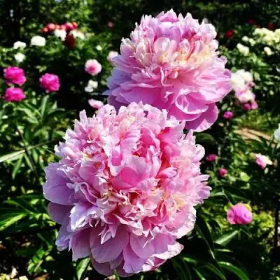 Пион ЛАВОН травянистый в Слуцке