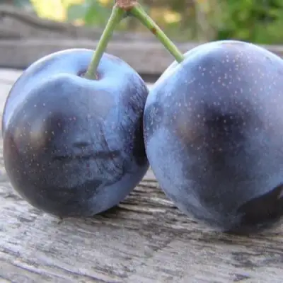 Слива БЛЮФРИ в Слуцке