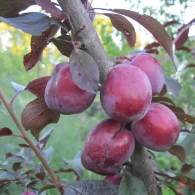 Слива ЛАМА в Слуцке