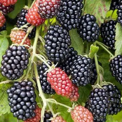 Ежевика НАВАХО бесшипная  в Слуцке