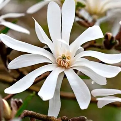 Магнолия СТЕЛЛАТА в Слуцке