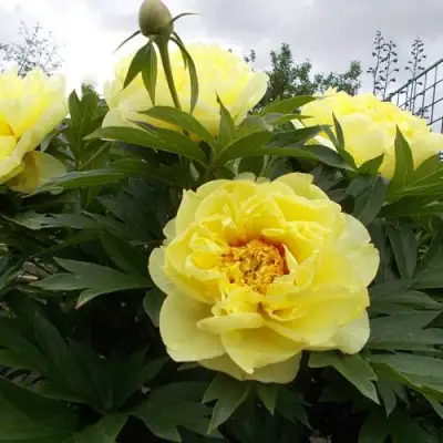 Пион БАРЦЕЛЛА (БАРТЗЕЛЛА) ито-гибрид в Слуцке