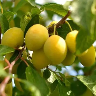 Слива ОЧАКОВСКАЯ ЖЕЛТАЯ в Слуцке