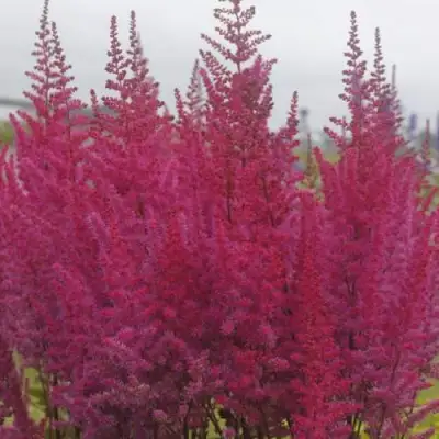 Астильба МАЙТИ ЧОКОЛАТ ЧЕРРИ китайская в Слуцке