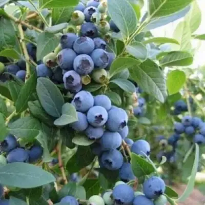 Голубика ЭЛЛИОТ в Слуцке