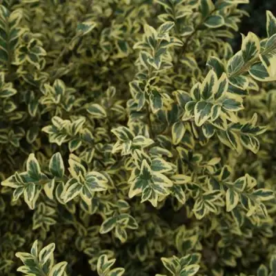 Самшит АУРЕАВАРИЕГАТА в Слуцке