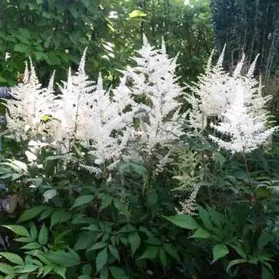 Астильба БРАУТШЛЕЙЕР Арендса в Слуцке