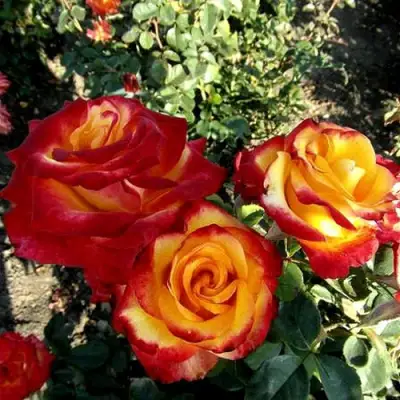 Роза ХАЙ МЭДЖИК чайно-гибридная в Слуцке