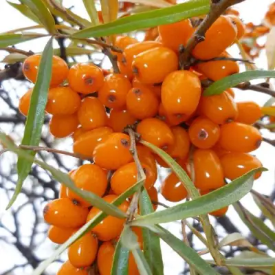 Облепиха КОСТЕР в Слуцке