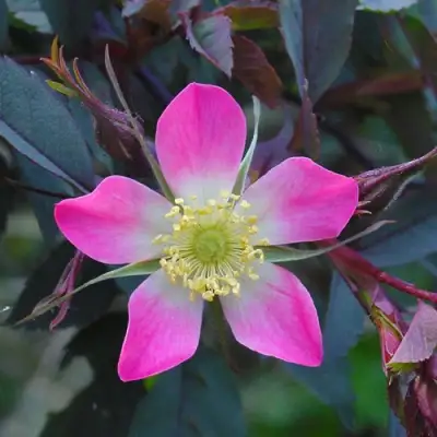 Роза сизая в Слуцке