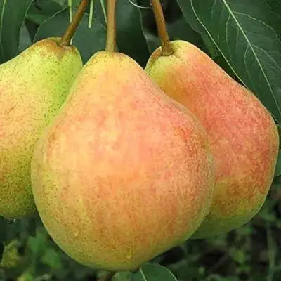 Груша ЛЮБИМИЦА ЯКОВЛЕВА в Слуцке