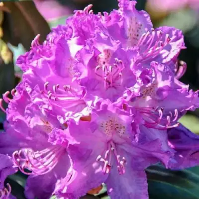 Рододендрон АЛЬФРЕД в Слуцке