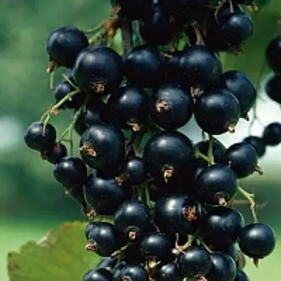 Смородина чёрная ВЕЛОЙ (ЛЕНИНГРАДСКАЯ СЛАДКАЯ) в Слуцке