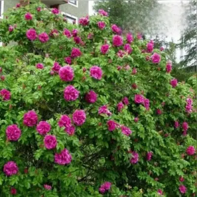 Шиповник ХАНСА в Слуцке