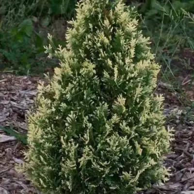 Туя БРАБАНТ ВАРИЕГАТТА западная в Слуцке