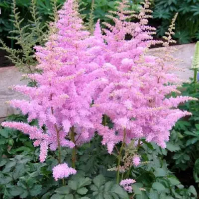 Астильба ГИАЦИНТ Арендса в Слуцке