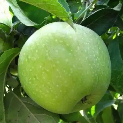 Яблоня РЕНЕТ СИМИРЕНКО в Слуцке