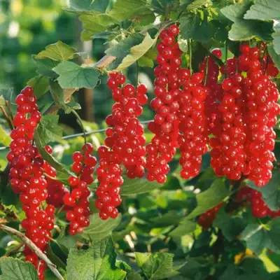 Смородина красная РУДНЕУС в Слуцке