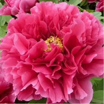 Пион КОРОЛЕВСКИЙ ЦВЕТОК древовидный в Слуцке