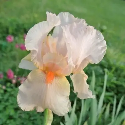 Ирис ПАТИ ДРЕСС бородатый в Слуцке