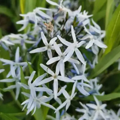 Амсония иволистная в Слуцке