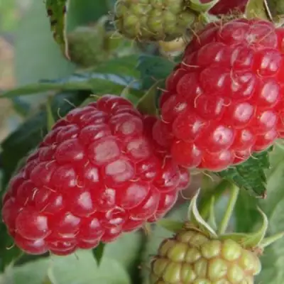 Малина РАДЗИЕВА в Слуцке