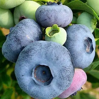 Голубика ПАТРИОТ в Слуцке