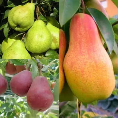 Комплект ГРУШЕВОЕ АССОРТИ в Слуцке