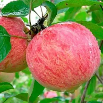 Яблоня КОРИЧНОЕ ПОЛОСАТОЕ в Слуцке