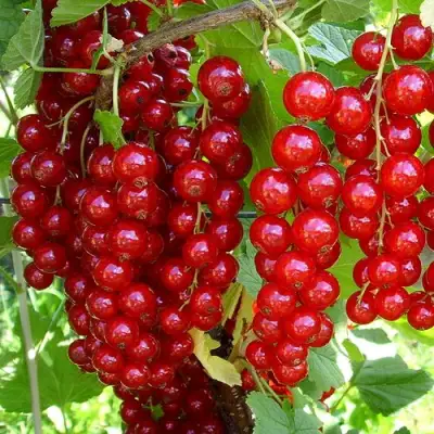 Смородина красная ЙОНКЕР ВАН ТЕТЦ в Слуцке