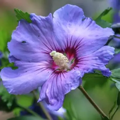 Гибискус МАРИНА сирийский в Слуцке