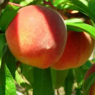 Персик РЕД ХЕВЕН в Слуцке