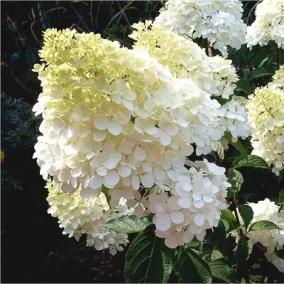 Гортензия ДИАМАНТИНО метельчатая в Слуцке