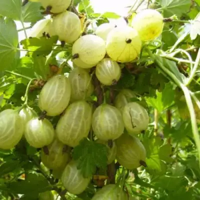 Крыжовник ИНВИКТА в Слуцке