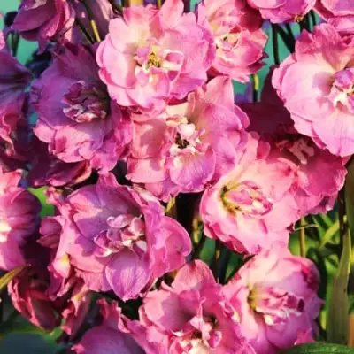 Дельфиниум ДЕЛЬФИС ПИНК ПАУЭ высокий в Слуцке