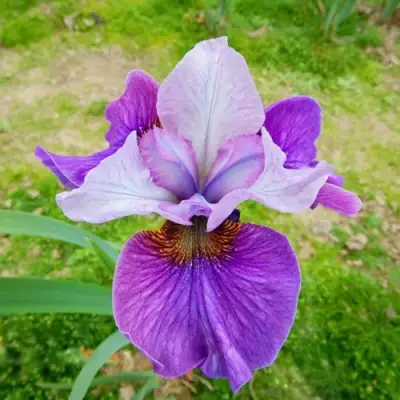 Ирис ЛАЙТ ОВ ХАРТ сибирский в Слуцке