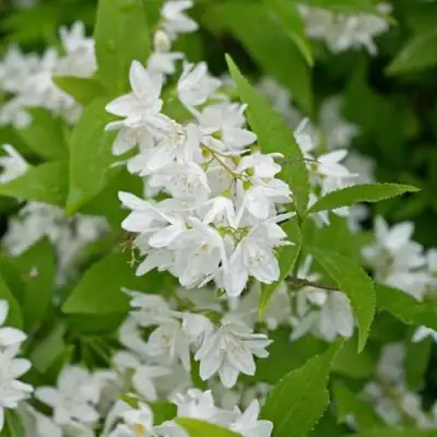 Дейция шершавая в Слуцке