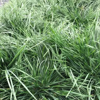 Щучка ГОЛДТАУ дернистая в Слуцке