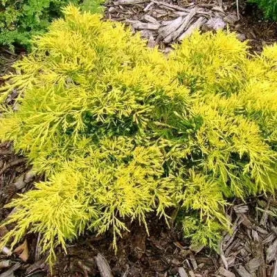 Можжевельник КИНГ ОФ СПРИНГ средний в Слуцке