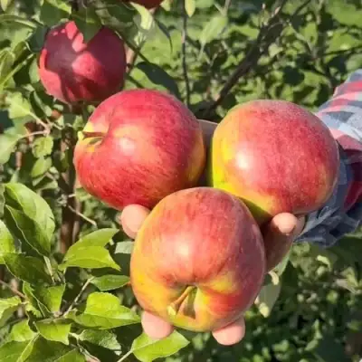 Яблоня ПОСПЕХ в Слуцке