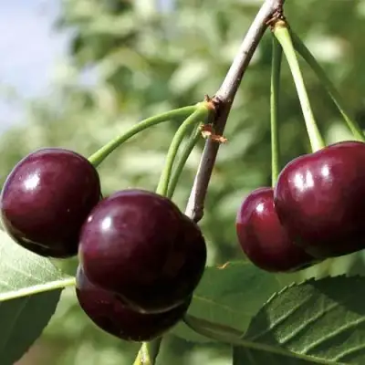 Дюк КСЕНИЯ (ЧЕРЕВИШНЯ) в Слуцке