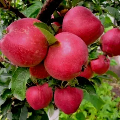 Яблоня РОЖДЕСТВЕНСКОЕ в Слуцке