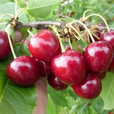 Вишня КОЛОННОВИДНАЯ  в Слуцке