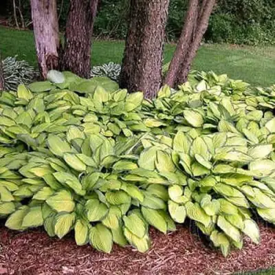 Хоста ГОЛД СТАНДАРТ Форчуна в Слуцке