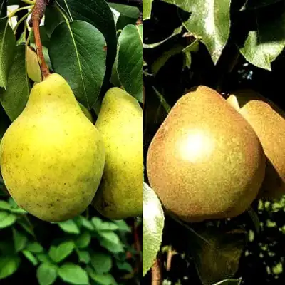 Комплект ДУЭТ в Слуцке