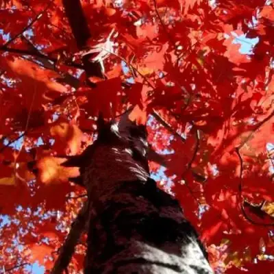 Дуб красный в Слуцке