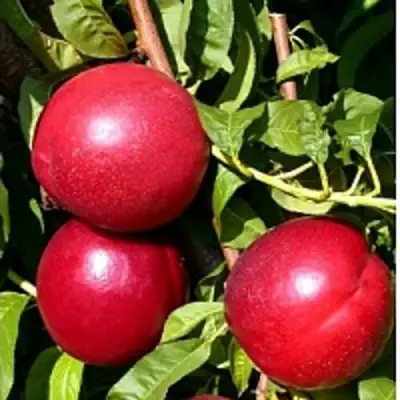 Нектарин ХАРКО в Слуцке